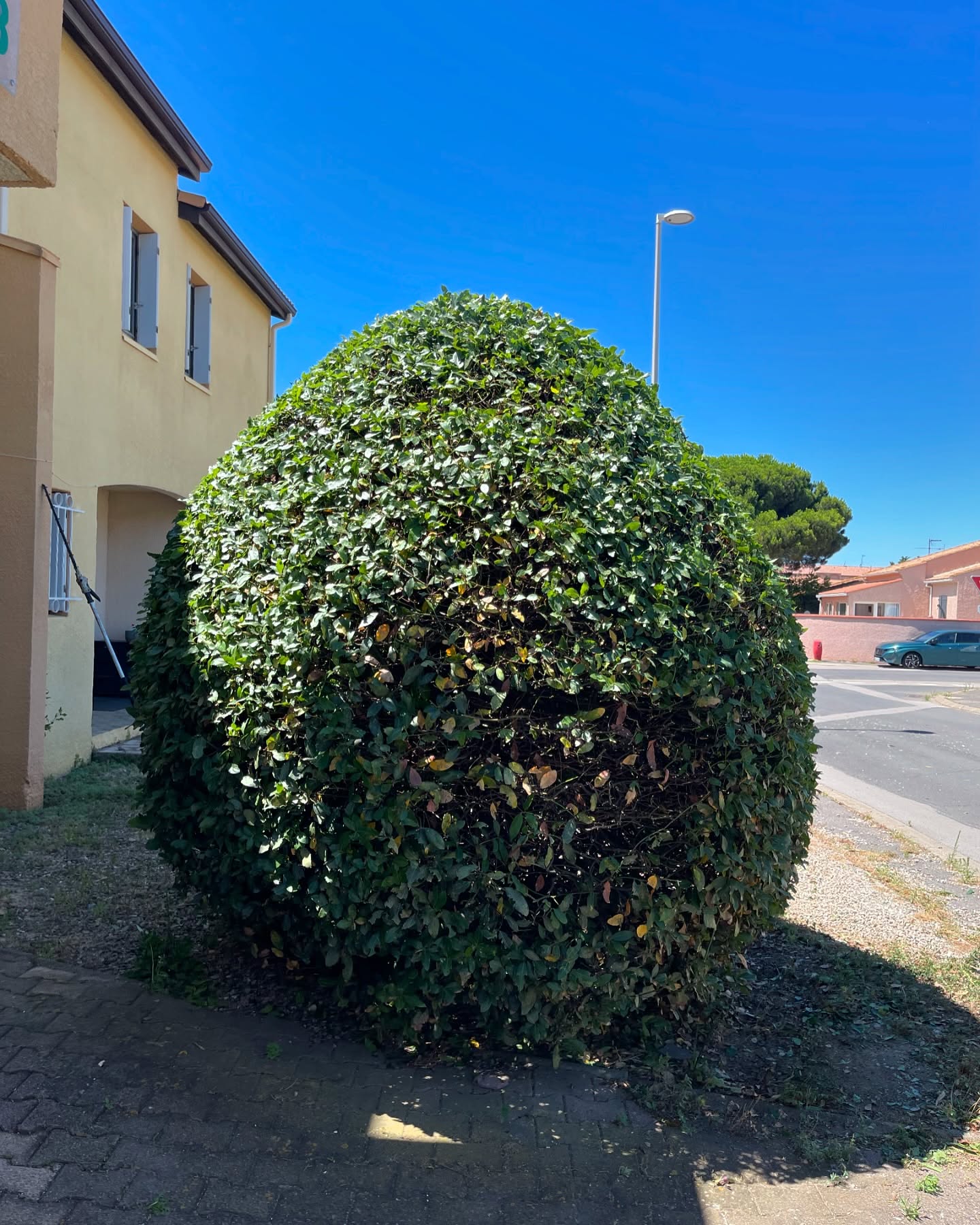 Taille de Haie Décorative